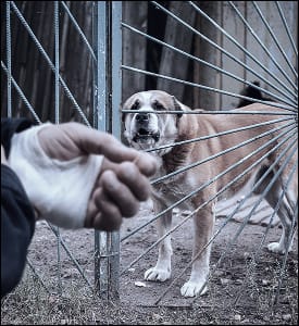 View Dog Bites